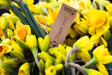 Load image into Gallery viewer, Fresh Daffodils (Bunch of 40) 2026