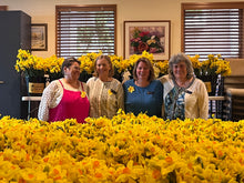 Load image into Gallery viewer, Fresh Daffodils (Bunch of 40) 2026