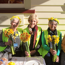 Load image into Gallery viewer, Fresh Daffodils (Bunch of 40) 2026